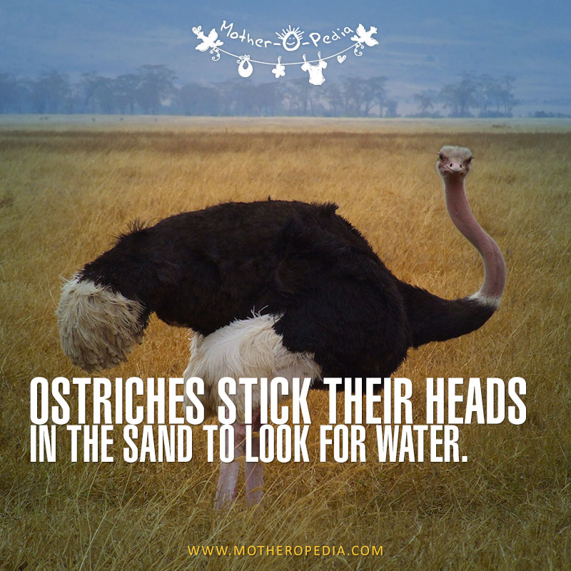 04-ostrich