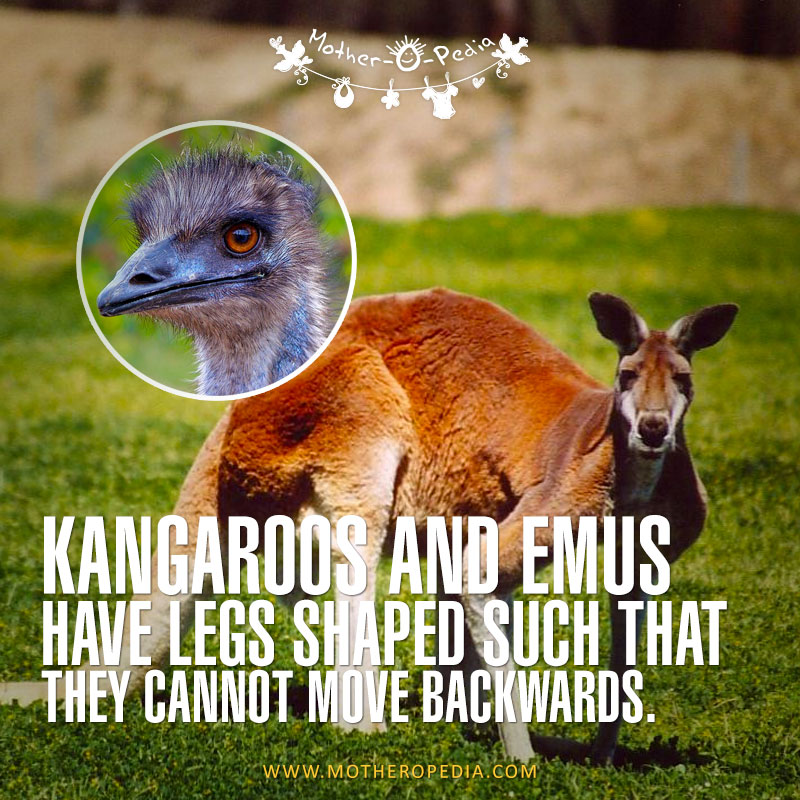 05-kangaroos