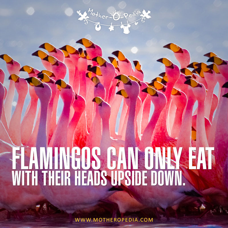 06-flamingoes