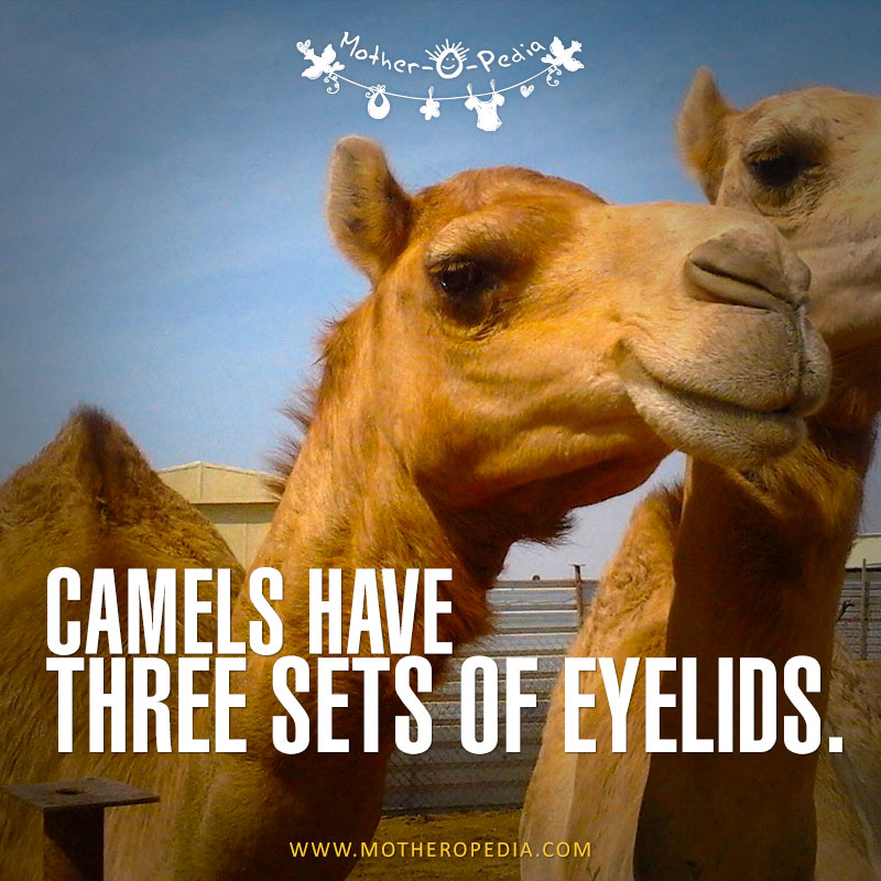 08-camels