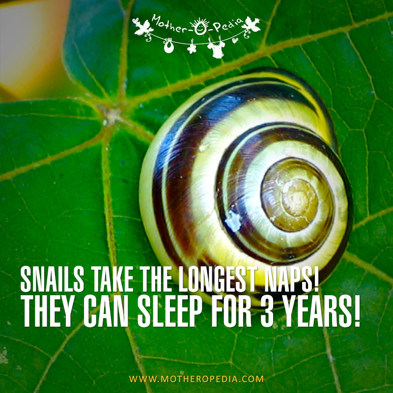 10-snails