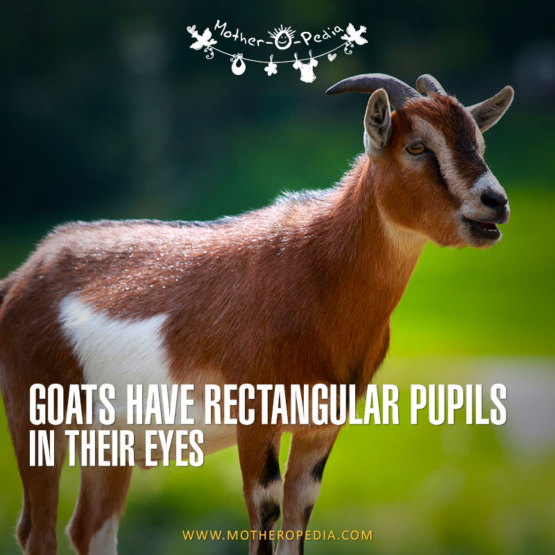 13-goats