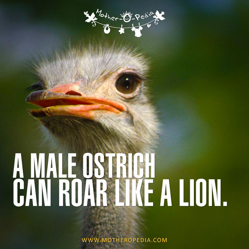 16-male-ostrich