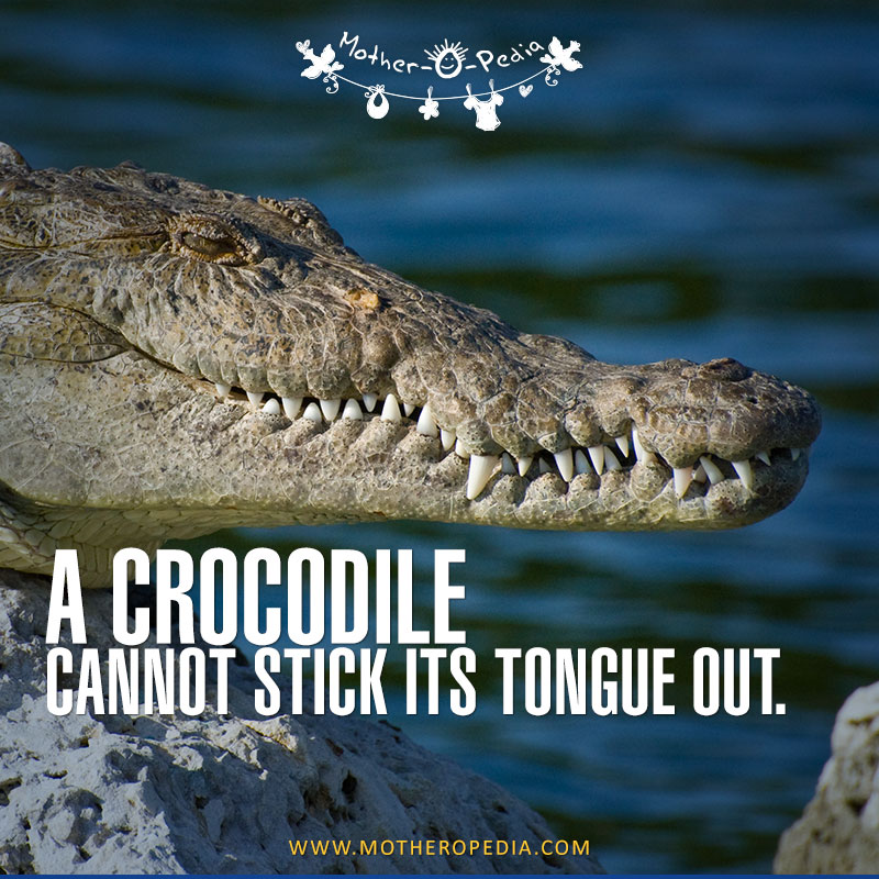 18-crocodile